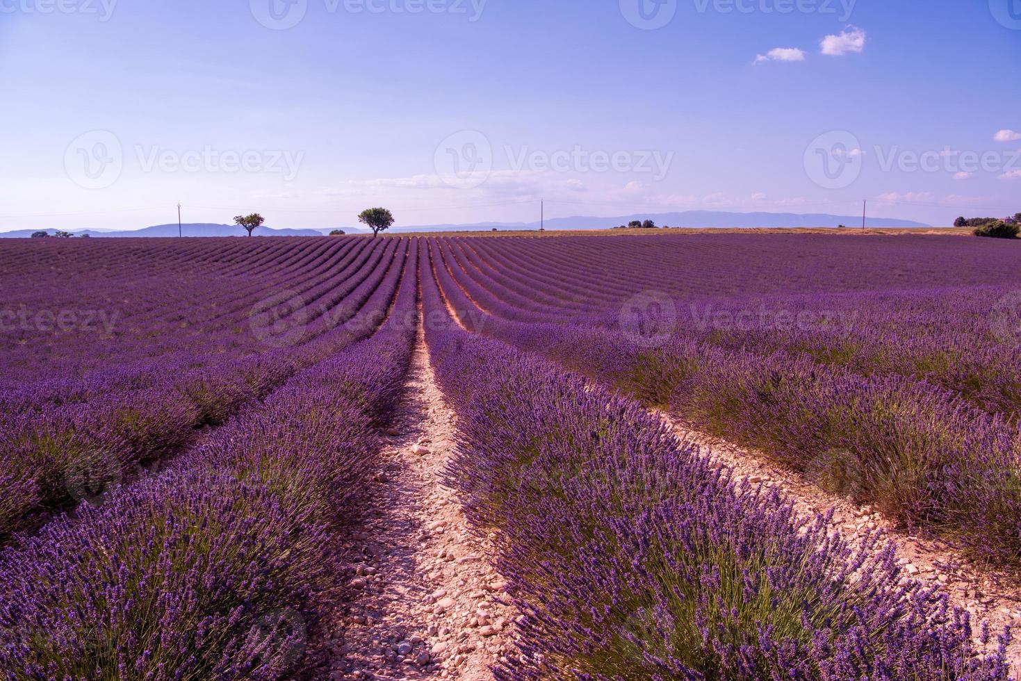 campo di fiori di lavanda viola con albero solitario foto