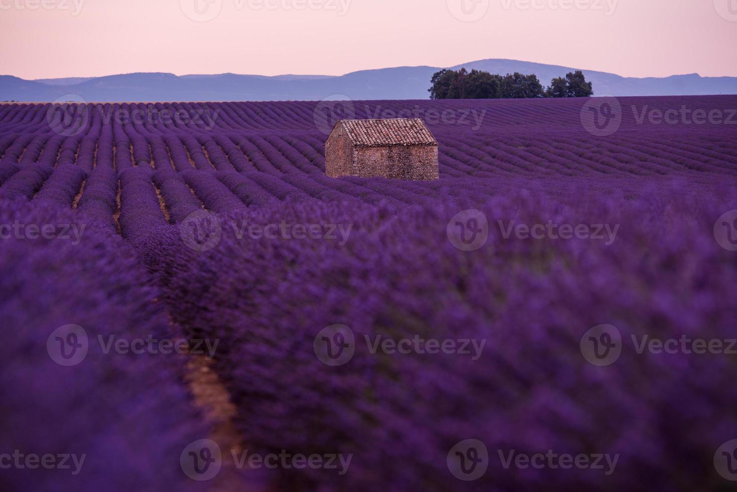 campo di fiori di lavanda viola con vecchia casa di pietra solitaria foto