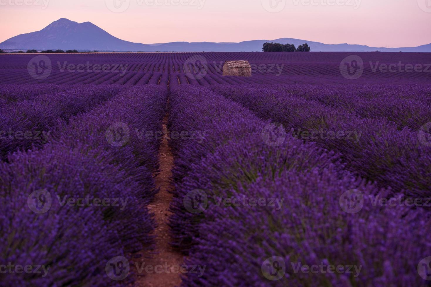 campo di fiori di lavanda viola con vecchia casa di pietra solitaria foto