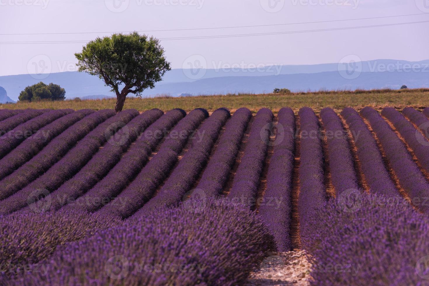campo di fiori di lavanda viola con albero solitario foto