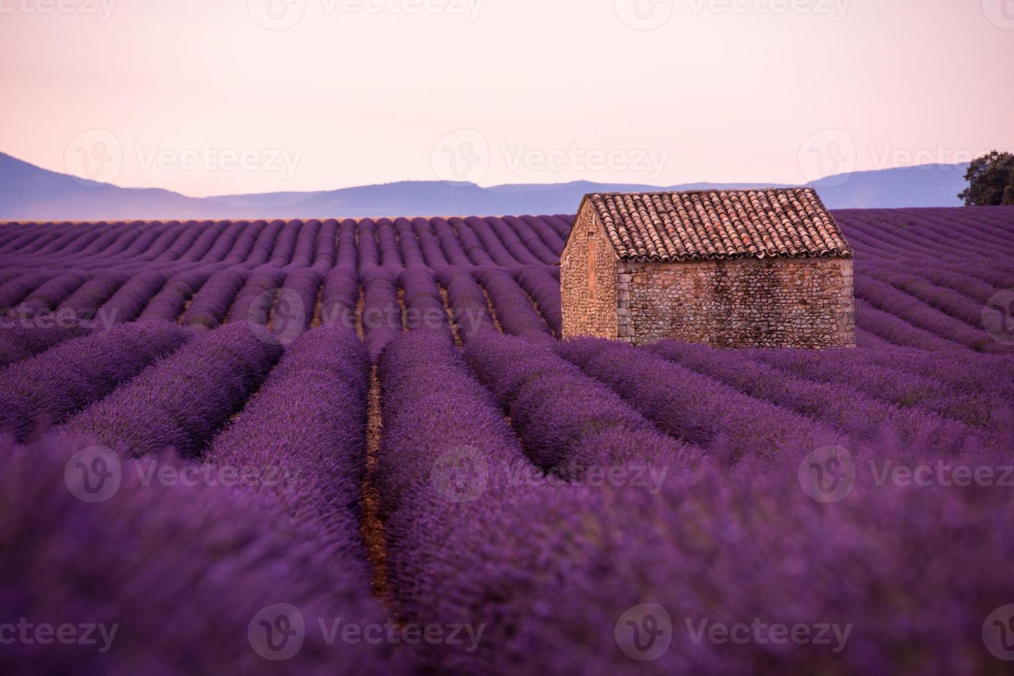 campo di fiori di lavanda viola con vecchia casa di pietra solitaria foto