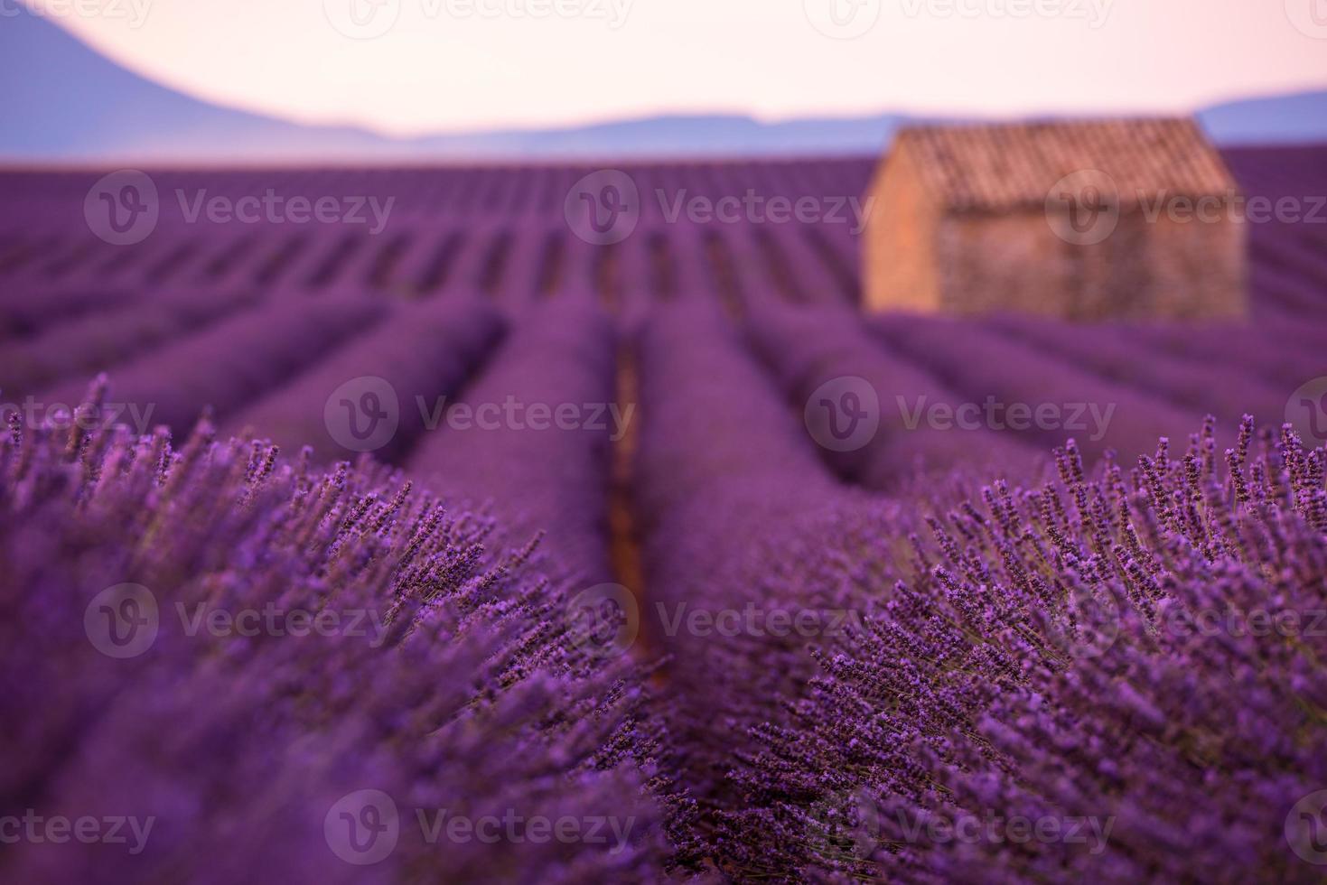 campo di fiori di lavanda viola con vecchia casa di pietra solitaria foto