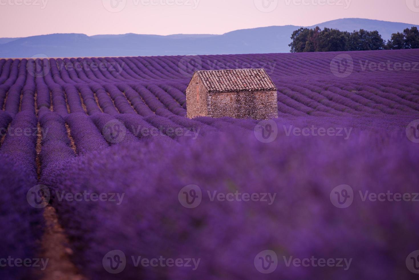 campo di fiori di lavanda viola con vecchia casa di pietra solitaria foto