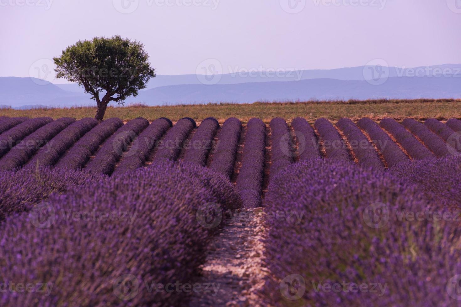 campo di fiori di lavanda viola con albero solitario foto