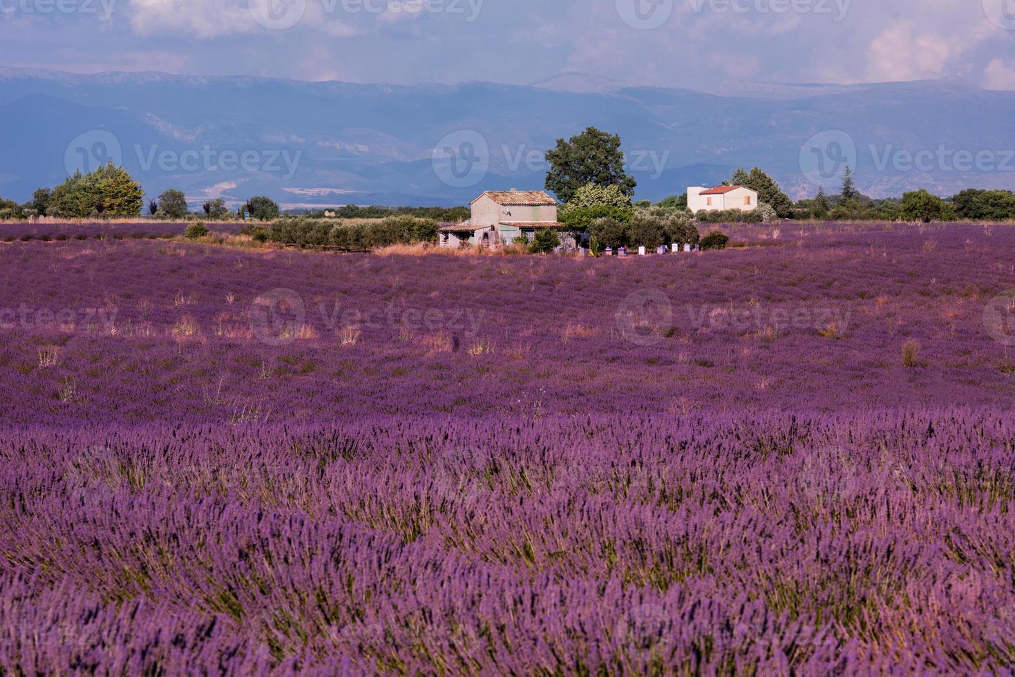 campo di lavanda francia foto