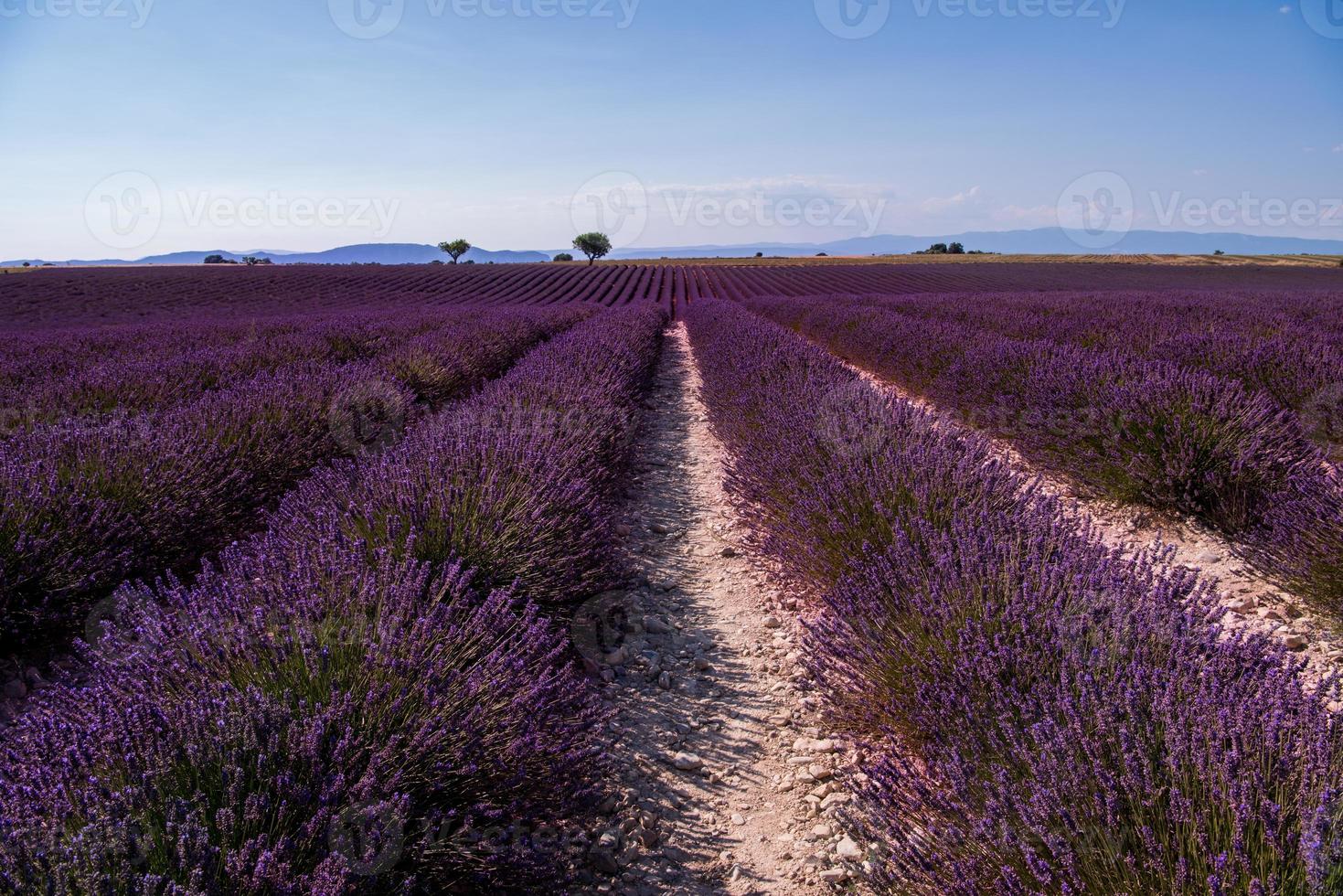 campo di lavanda francia foto