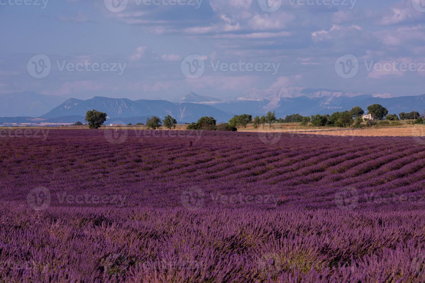 campo di lavanda francia foto