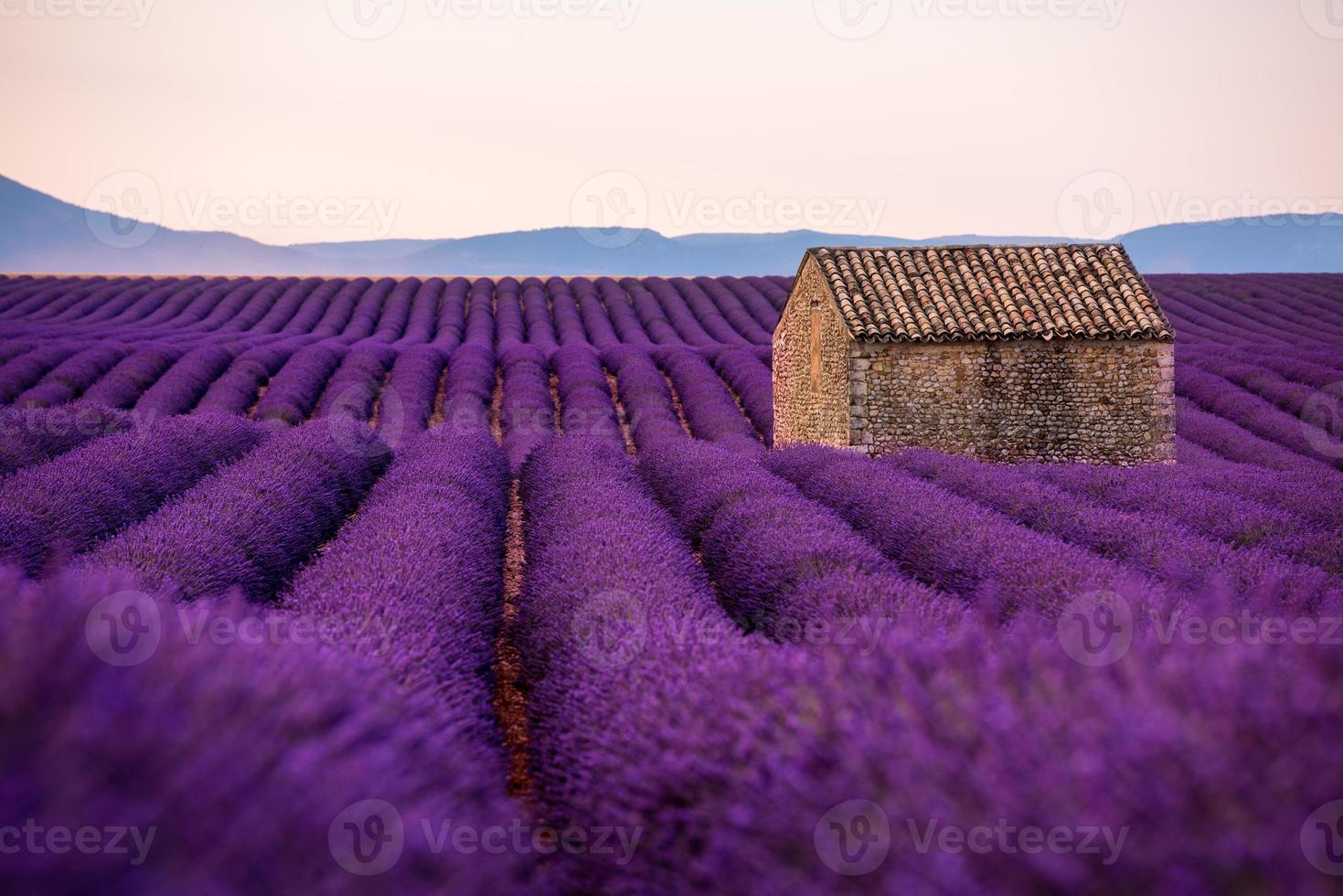 casa in pietra al campo di lavanda foto