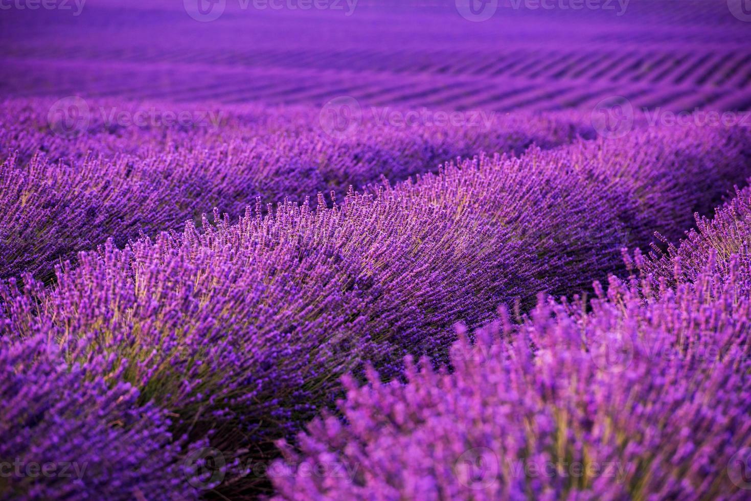 campo di lavanda francia foto