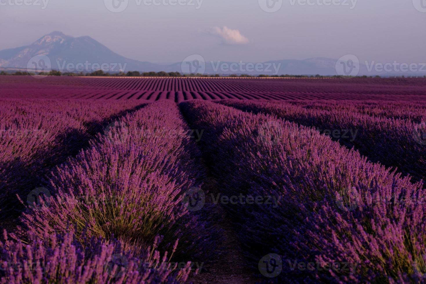 campo di lavanda francia foto