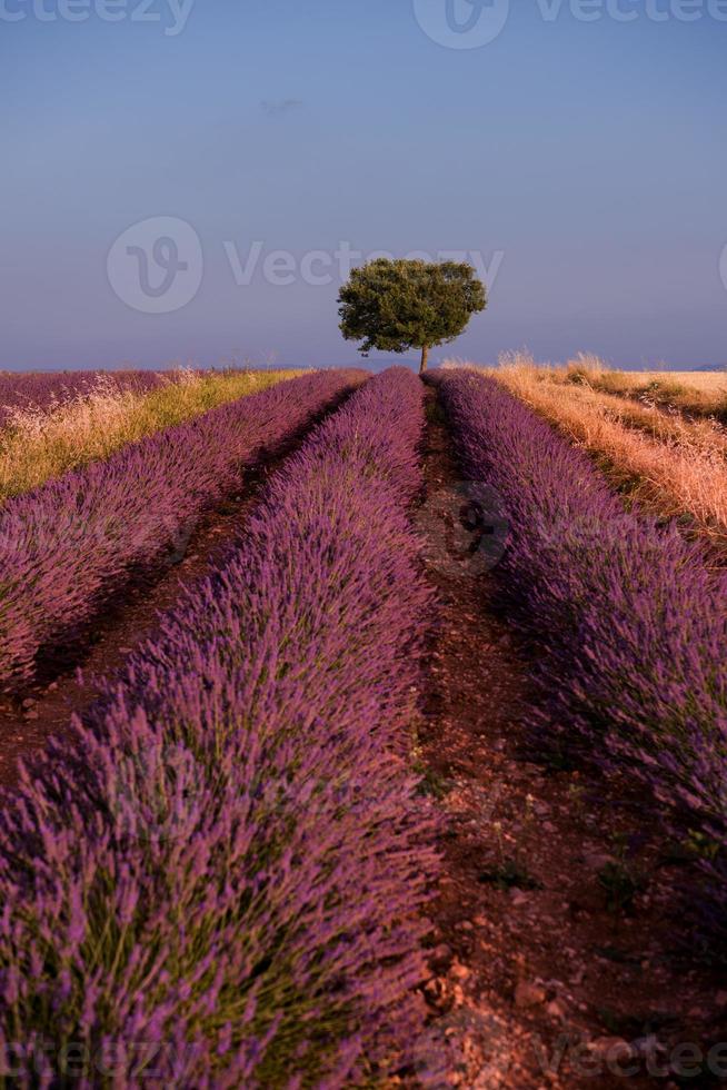 albero solitario al campo di lavanda foto