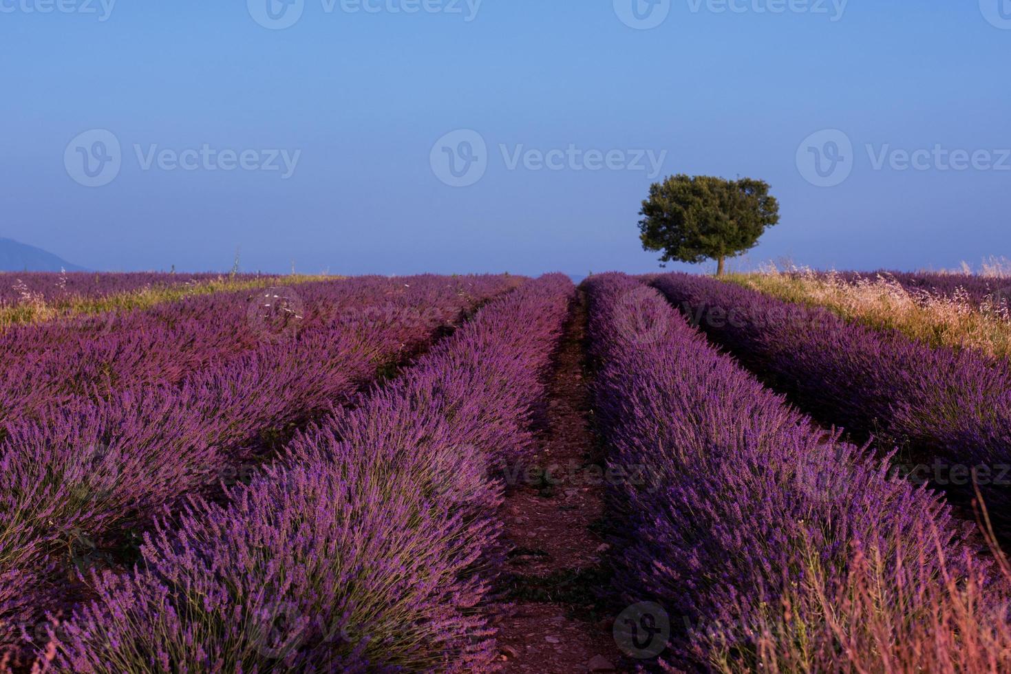 albero solitario al campo di lavanda foto