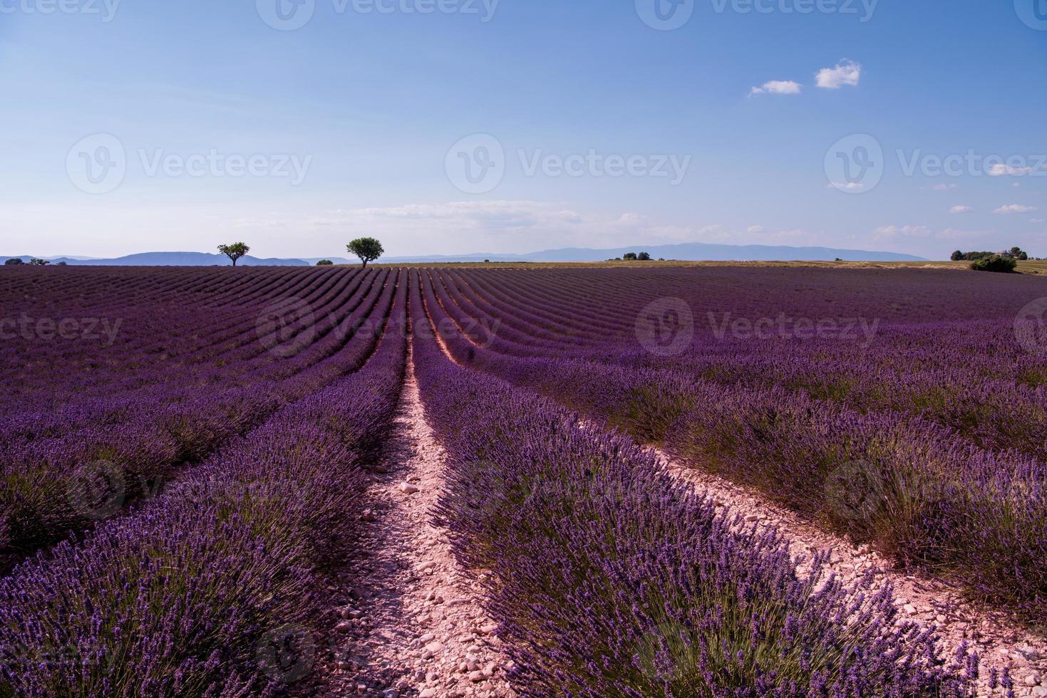 campo di lavanda francia foto