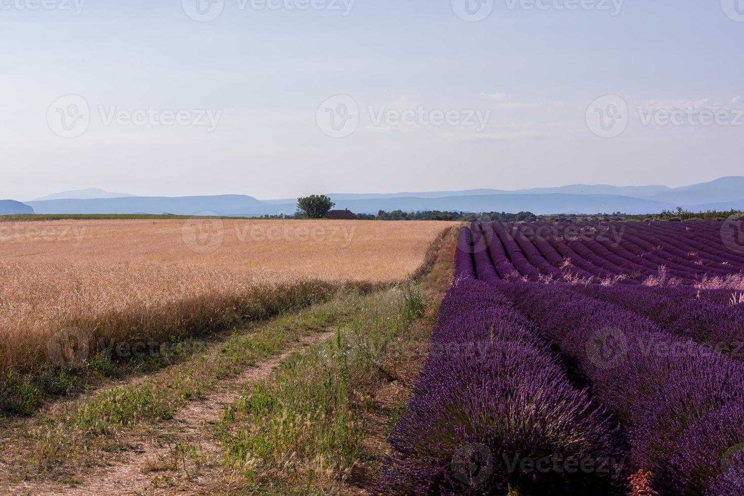 campo di lavanda francia foto