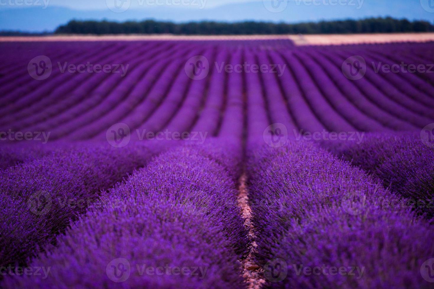 campo di lavanda francia foto