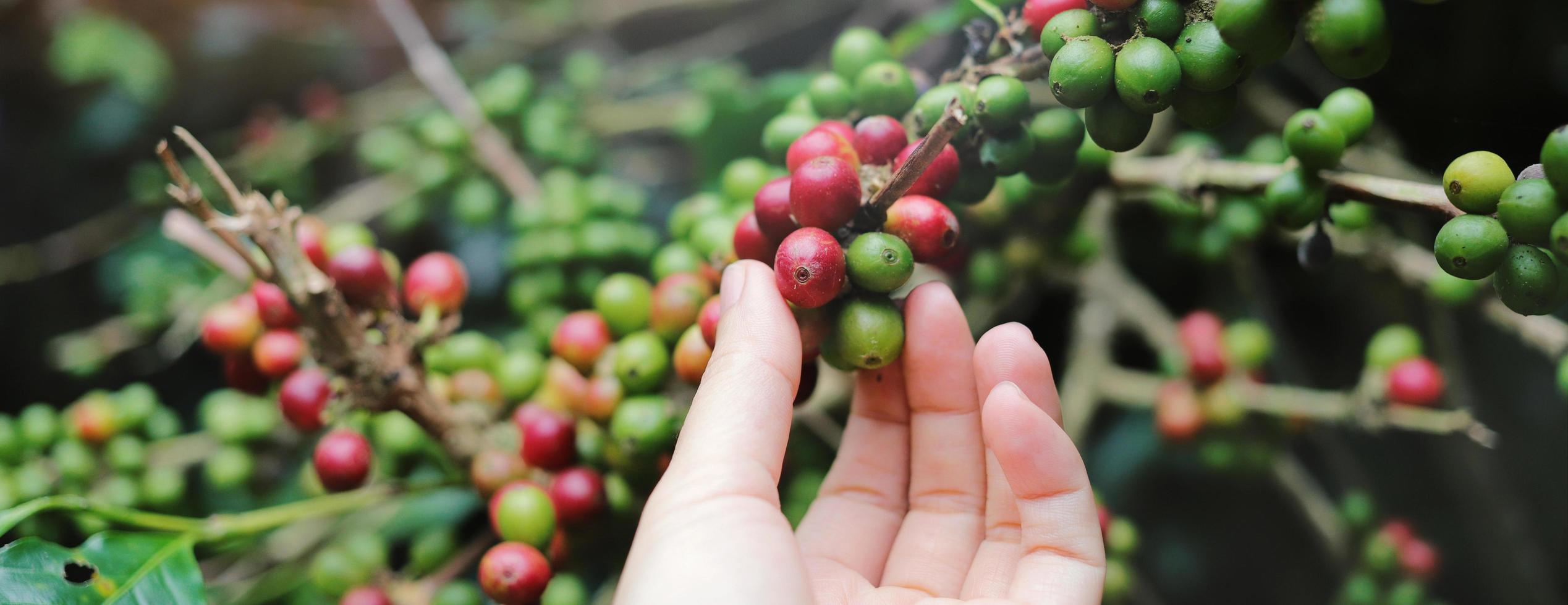 primo piano donna che raccoglie a mano chicchi di caffè arabica rossi sulla pianta del caffè, banner fotografico per la progettazione dell'intestazione del sito Web foto