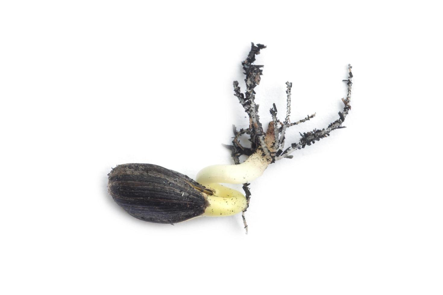 seme di girasole del corridore di germinazione foto