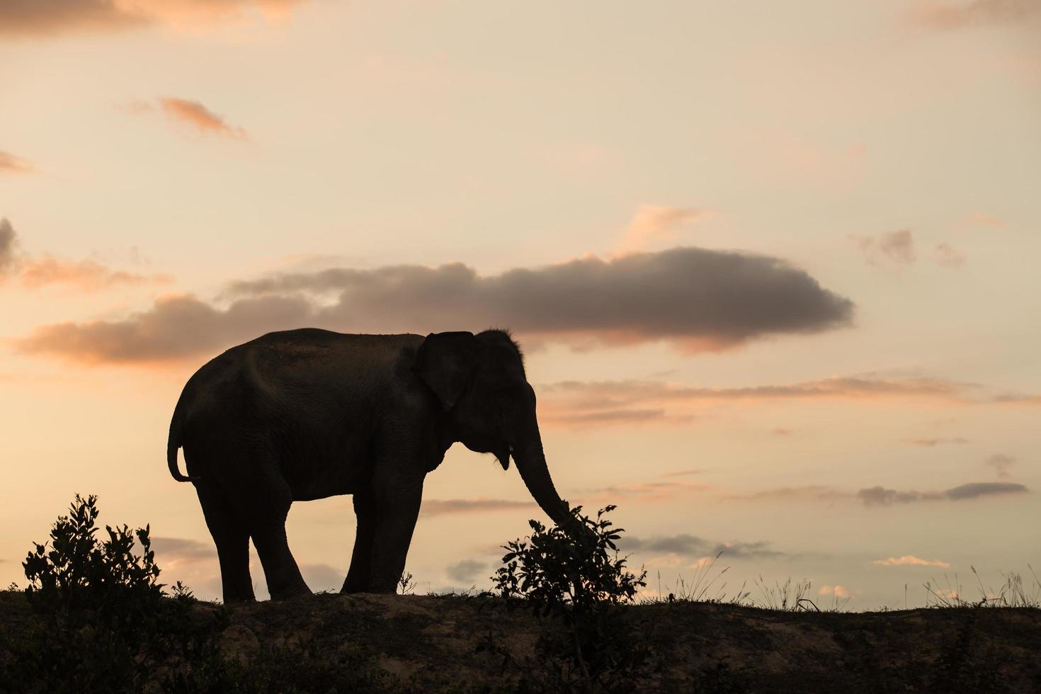 elefante asiatico nella foresta al tramonto foto