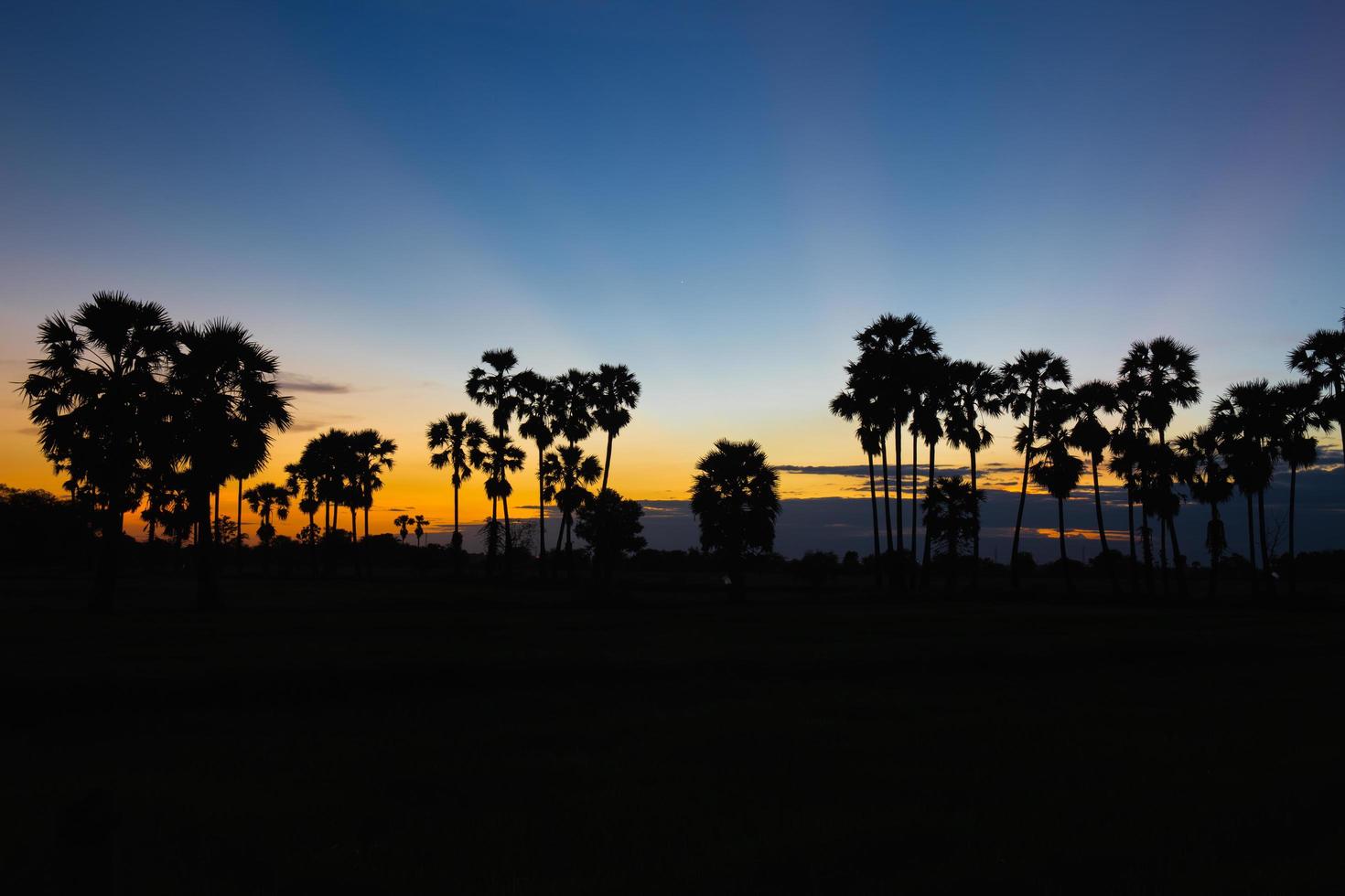 Silhouette di Toddy Palm al tramonto o al crepuscolo cielo blu dorato retroilluminazione in jasmine campo di riso campagna thailandia foto