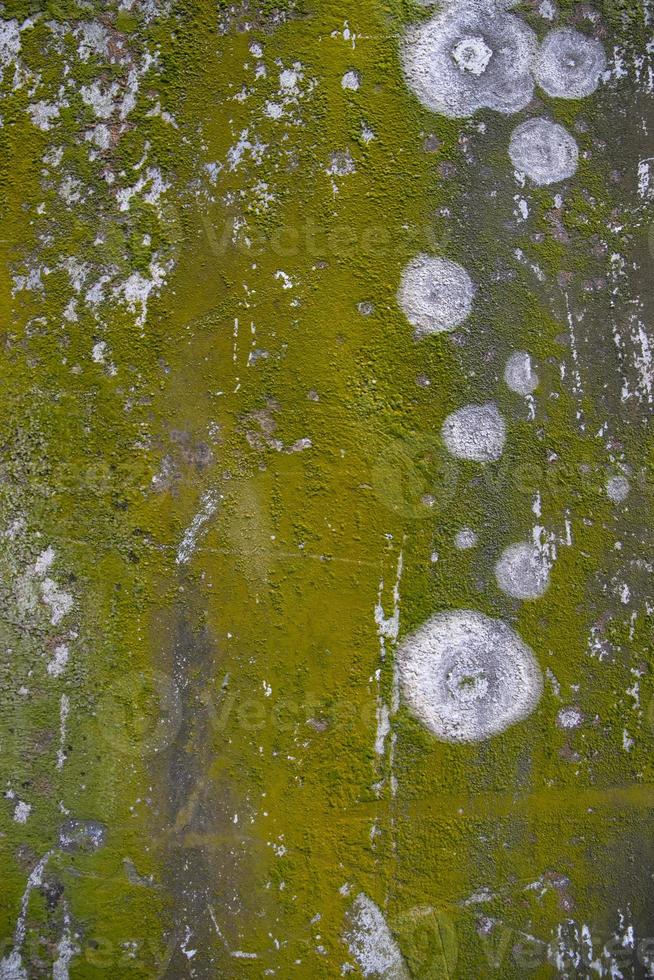 funghi muschio verde texture sfondo astratto muro di cemento. sfondo vintage arrugginito, grungy, granuloso foto