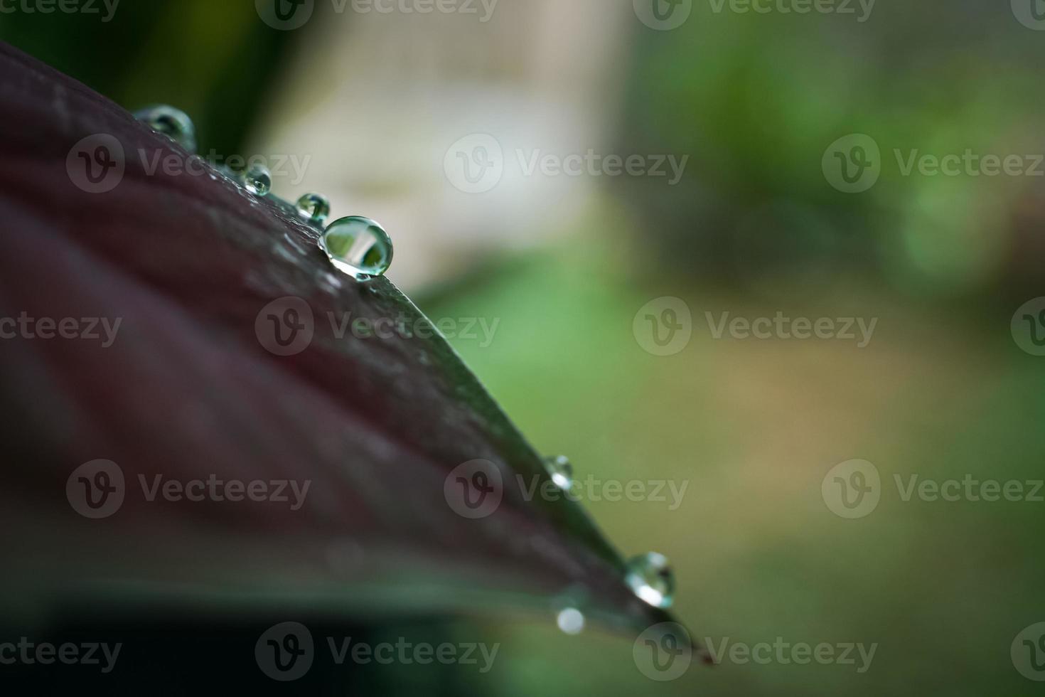 belle grandi gocce di pioggia chiare su foglie verdi. foto