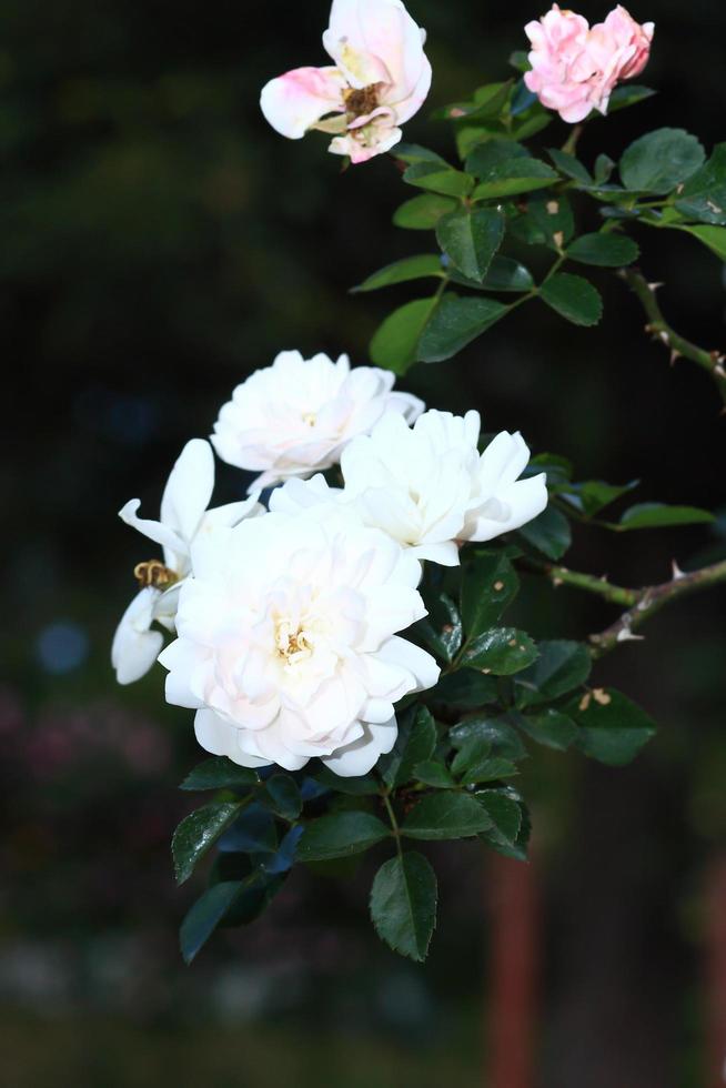 rose bianche - alba, contro il cielo blu. foto