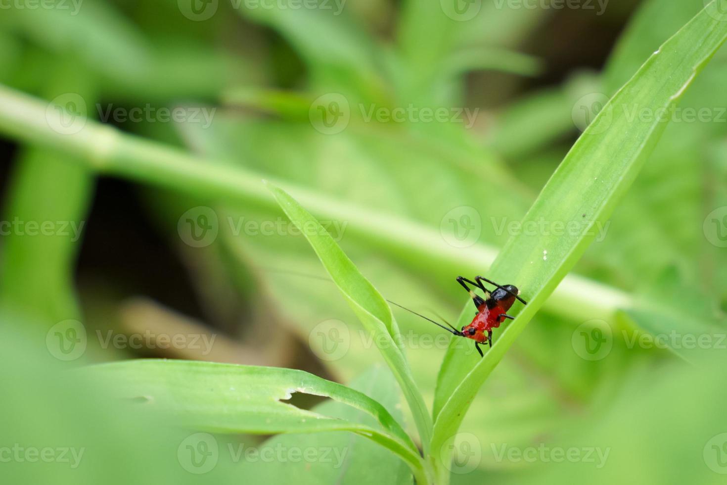 un piccolo insetto che la sera si nutre di erba verde. foto