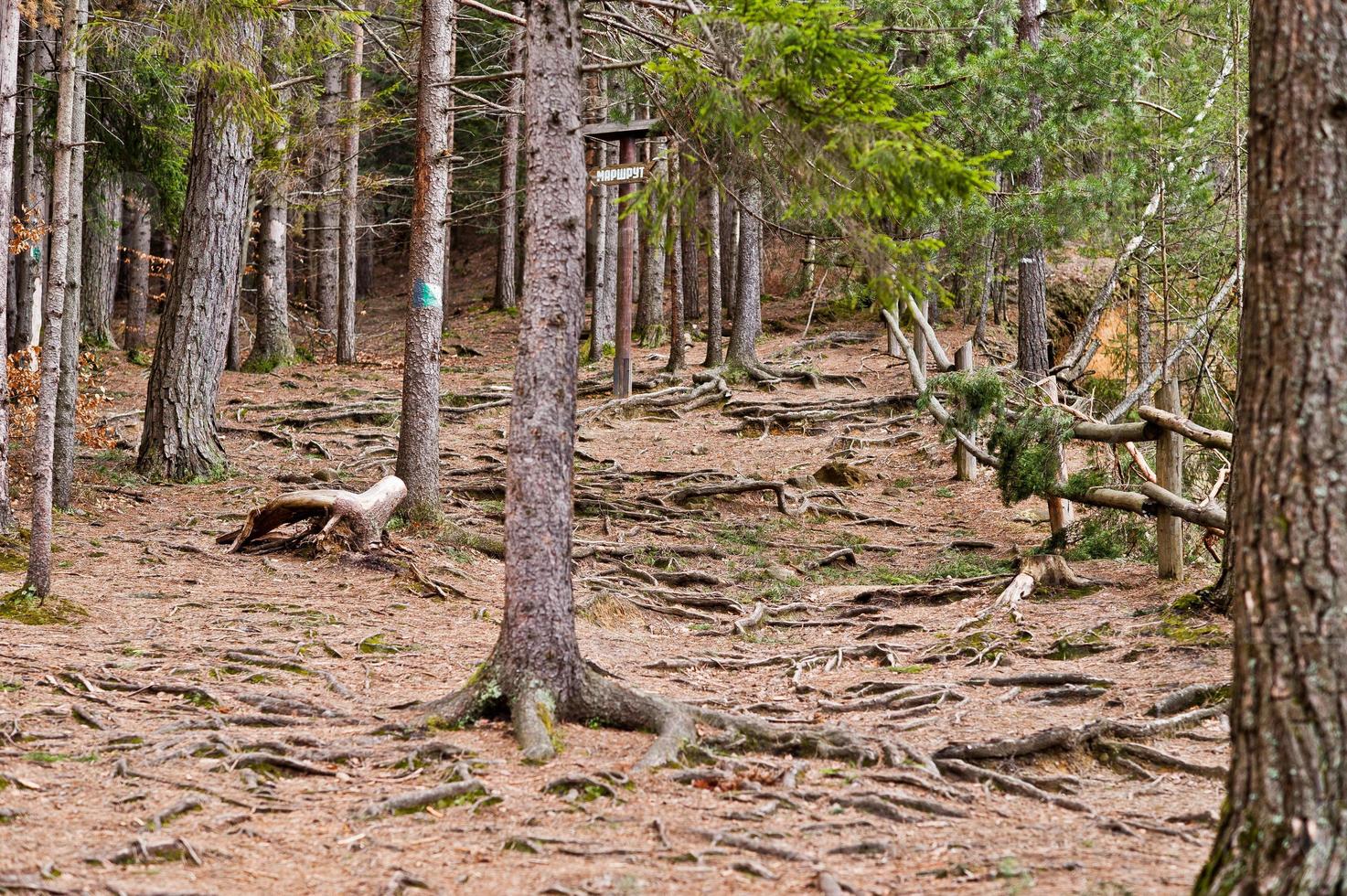 foresta verde con radici di alberi nelle montagne dei Carpazi. foto