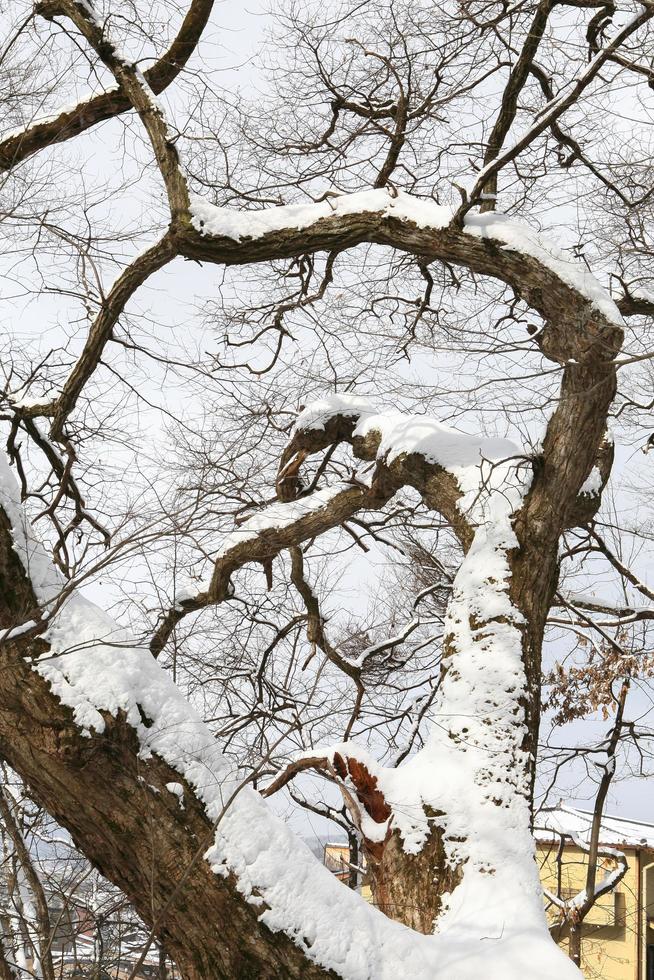 nevicate nel parco invernale foto