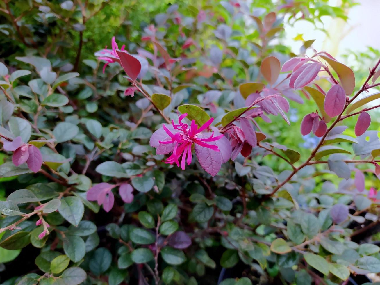 fiore frangiato cinese. unico fiore viola rosso che fiorisce nel giardino. foto