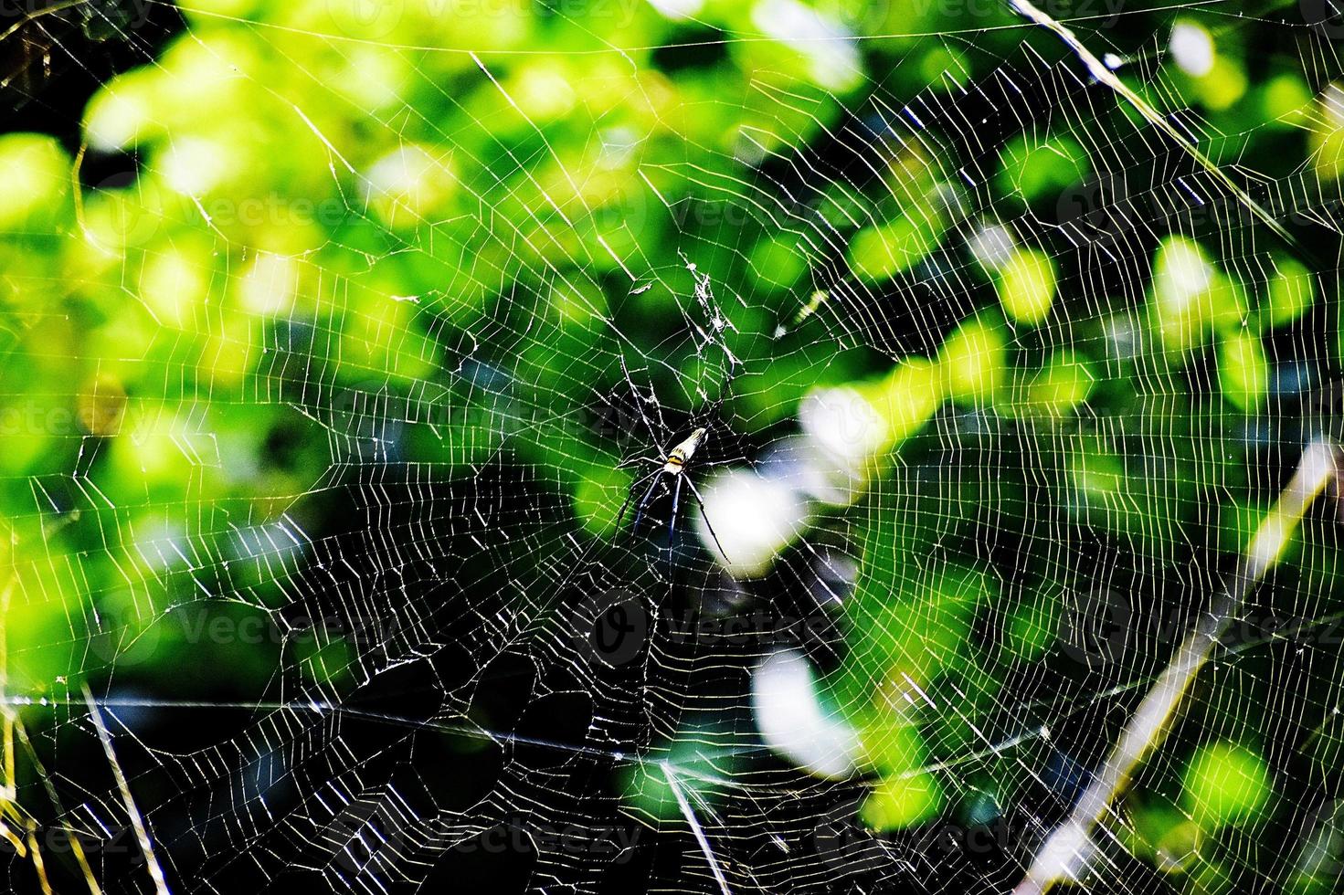 insetto ragno e ragnatela foto