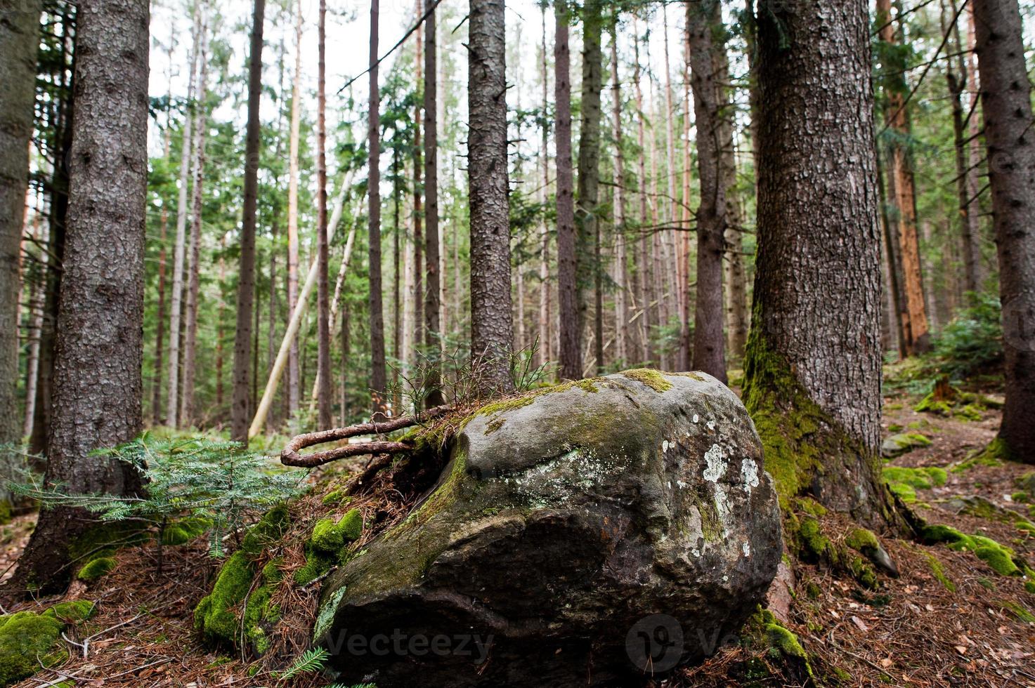 grandi pietre di roccia nella foresta bagnata nelle montagne dei Carpazi. foto