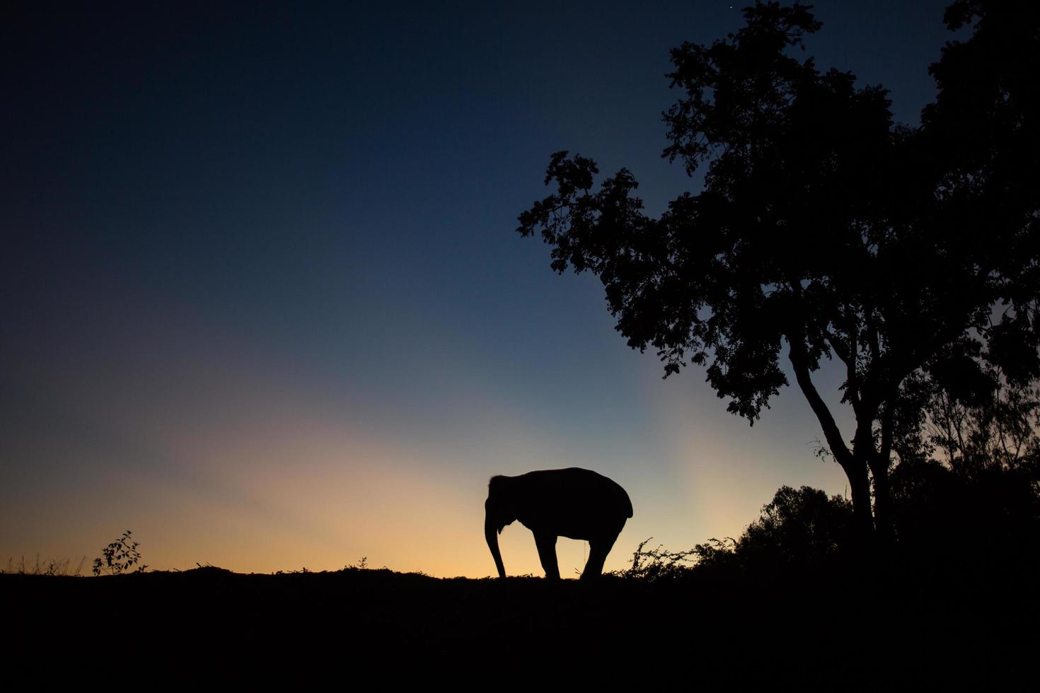 elefante asiatico nella foresta al tramonto foto