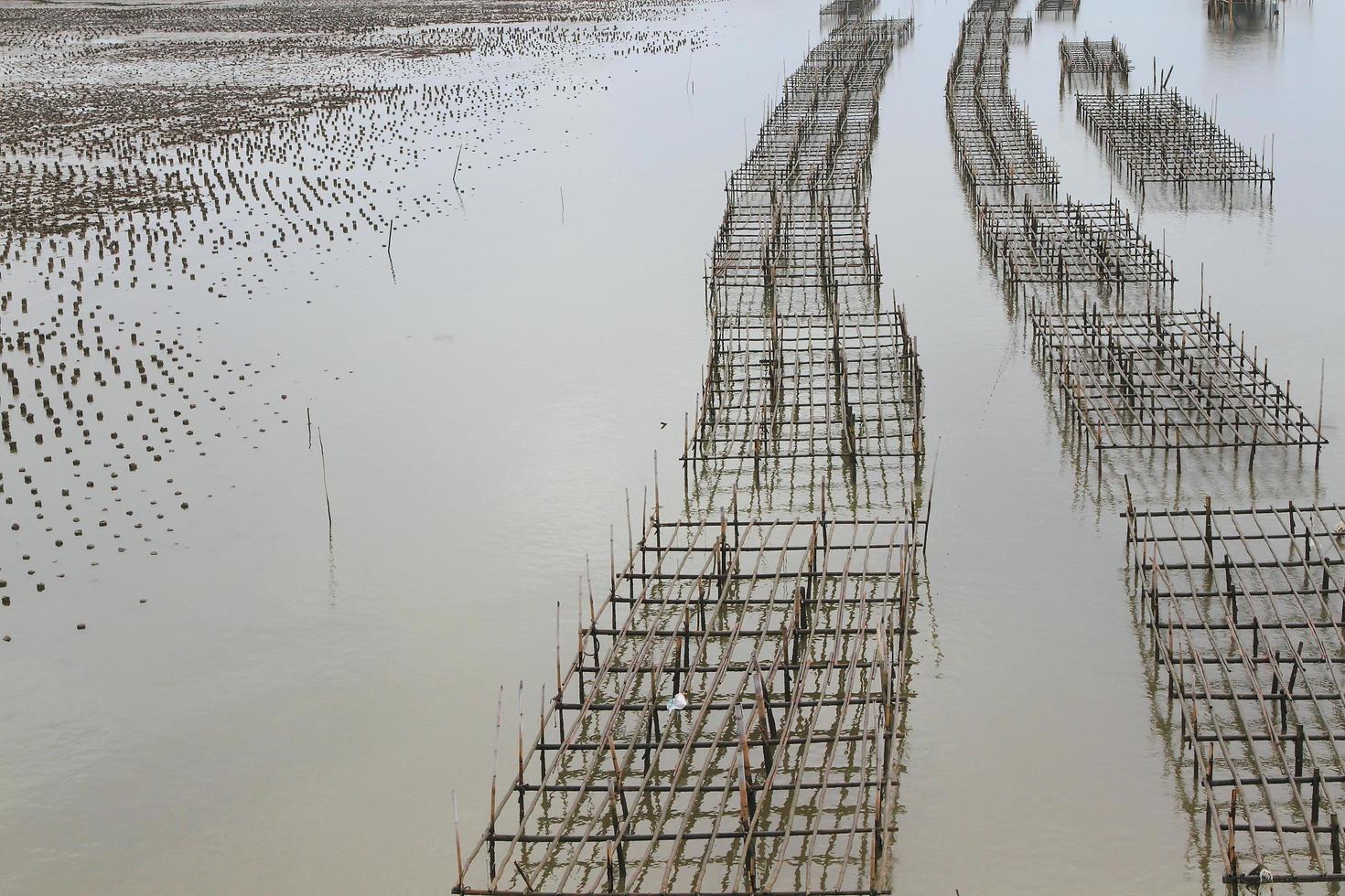 fattoria di crostacei, thailandia foto