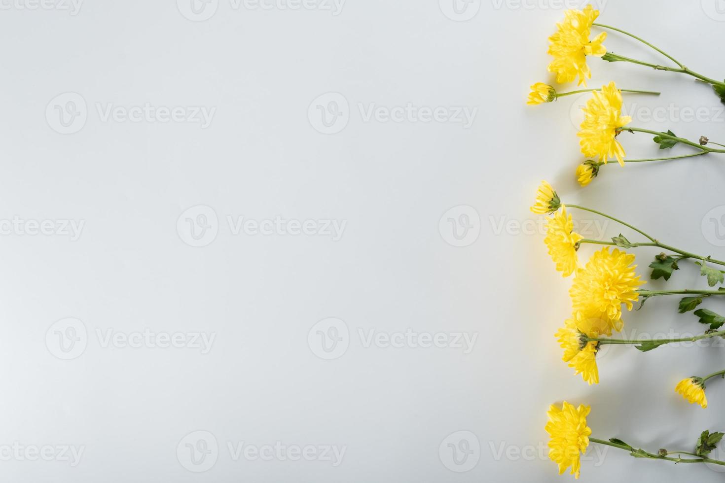 composizione di fiori di crisantemo e taglierina. modello e cornice fatta di vari fiori gialli o arancioni e foglie verdi su sfondo bianco. disposizione piana, vista dall'alto, copia spazio, primavera, concetto estivo. foto