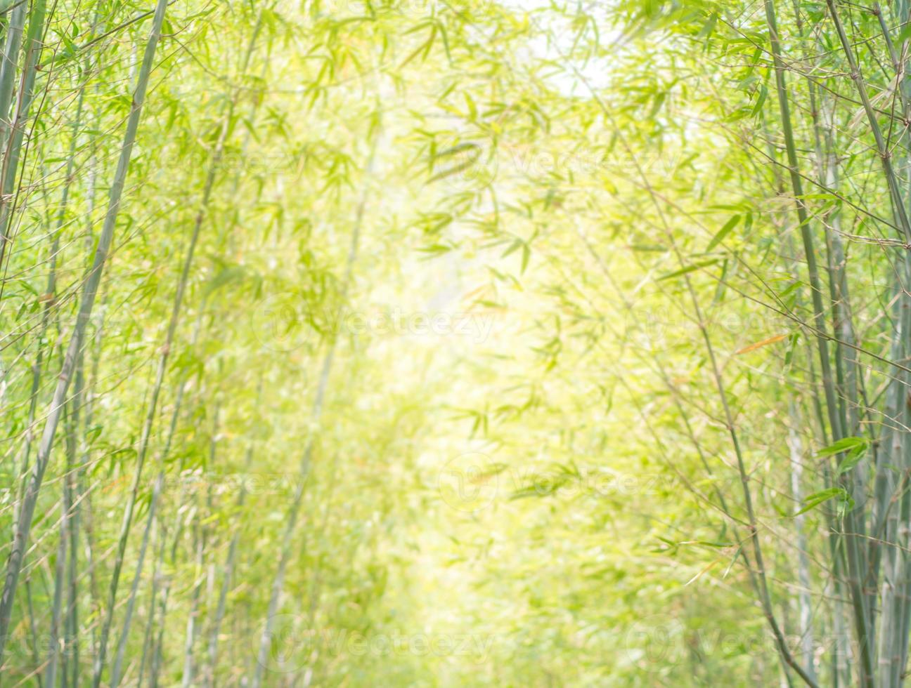 foresta di bambù con luce naturale in stile sfocato. foto