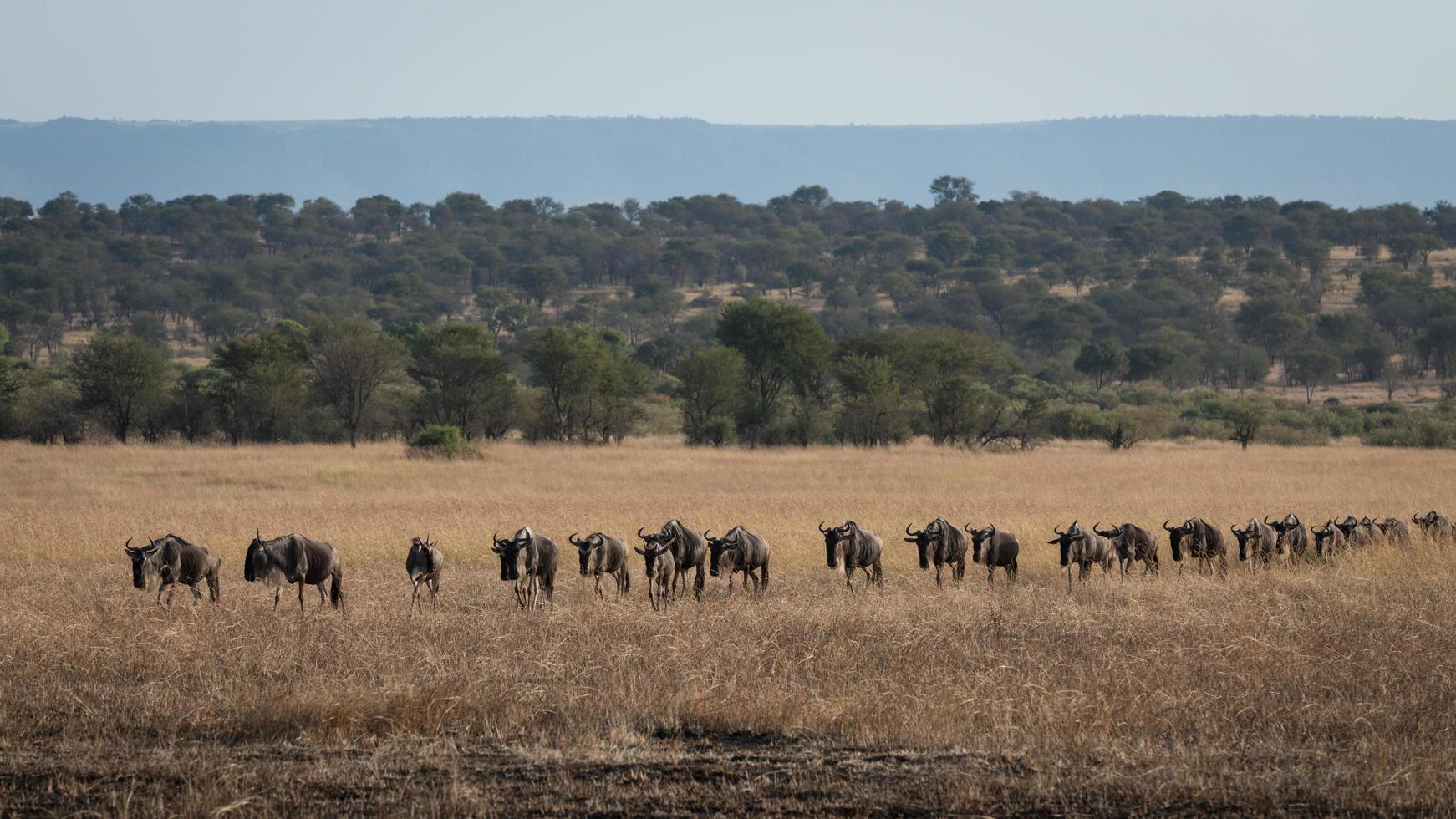 la grande migrazione degli gnu foto