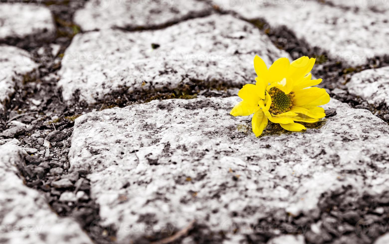 unico fiore giallo su una strada foto