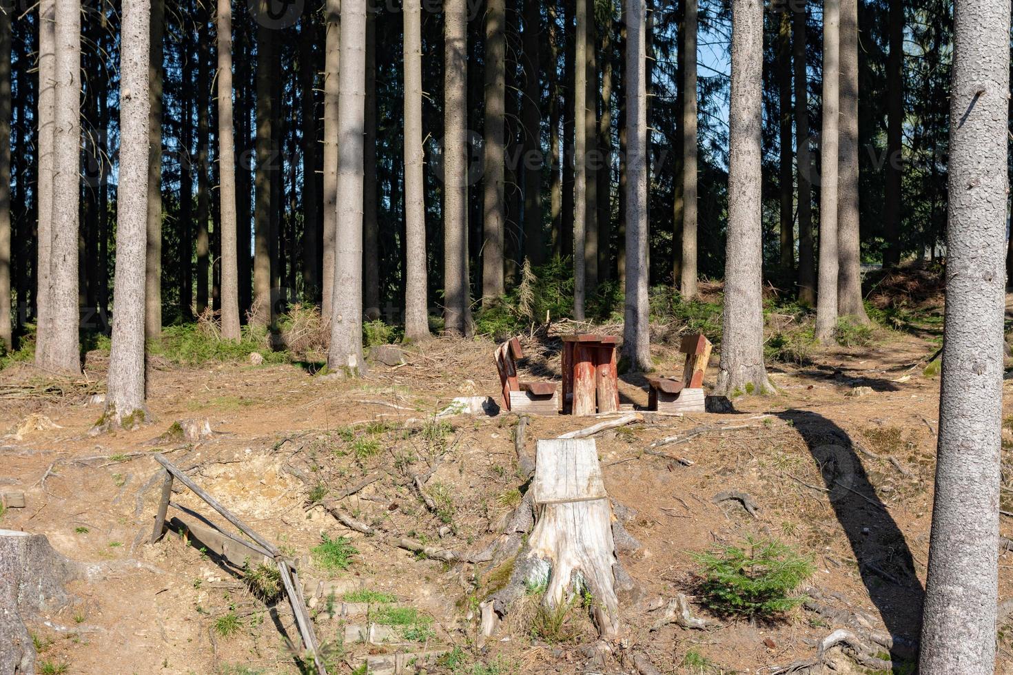 zona di sosta nel bosco foto