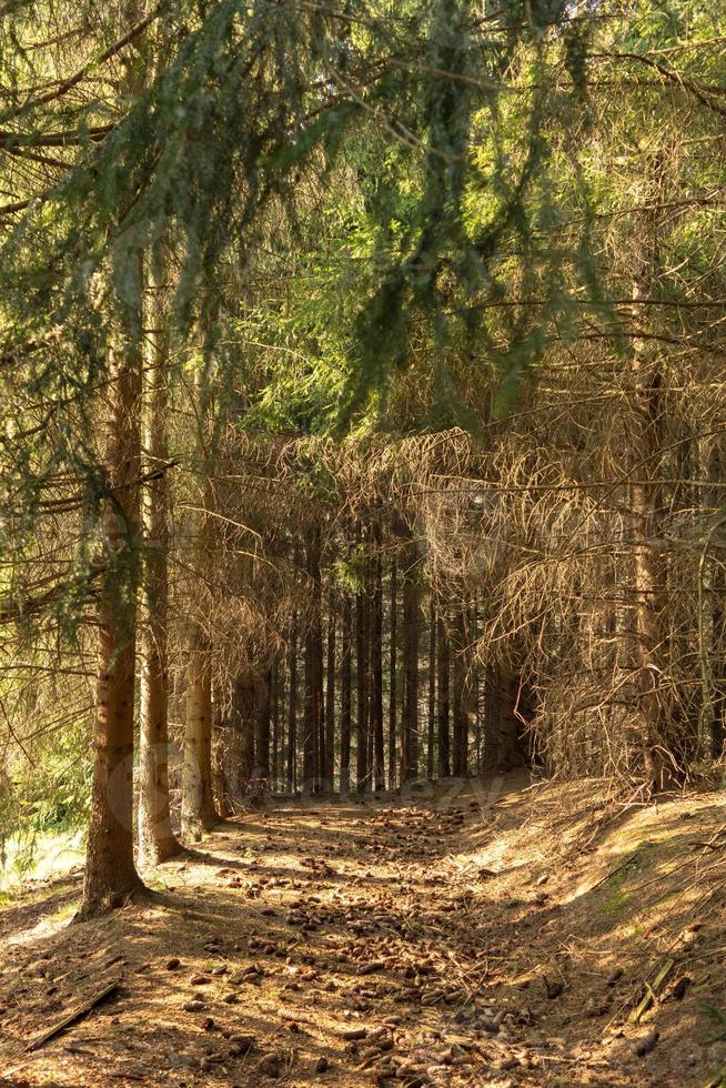 bosco di conifere in primavera foto