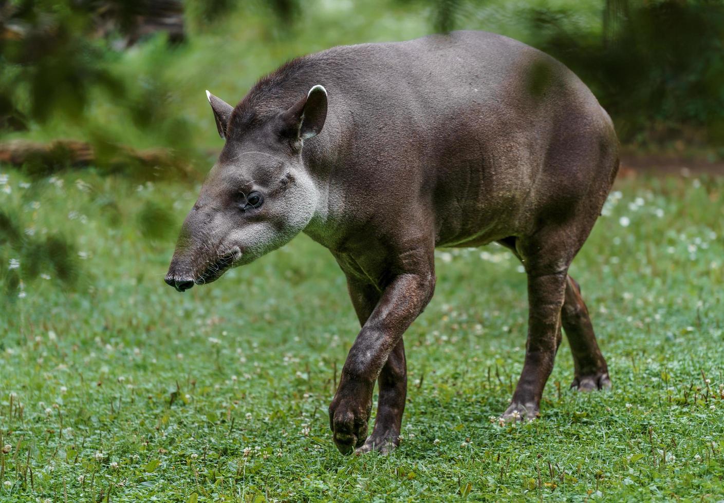 tapiro sudamericano foto