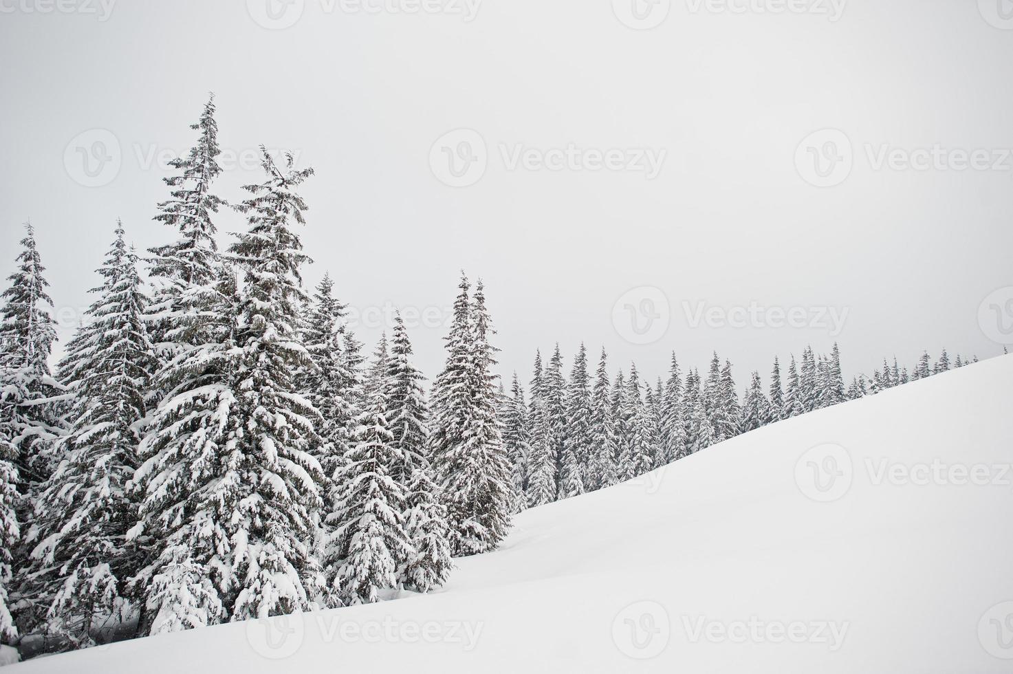pini coperti di neve sulla montagna chomiak. splendidi paesaggi invernali delle montagne dei Carpazi, ucraina. natura gelata. foto