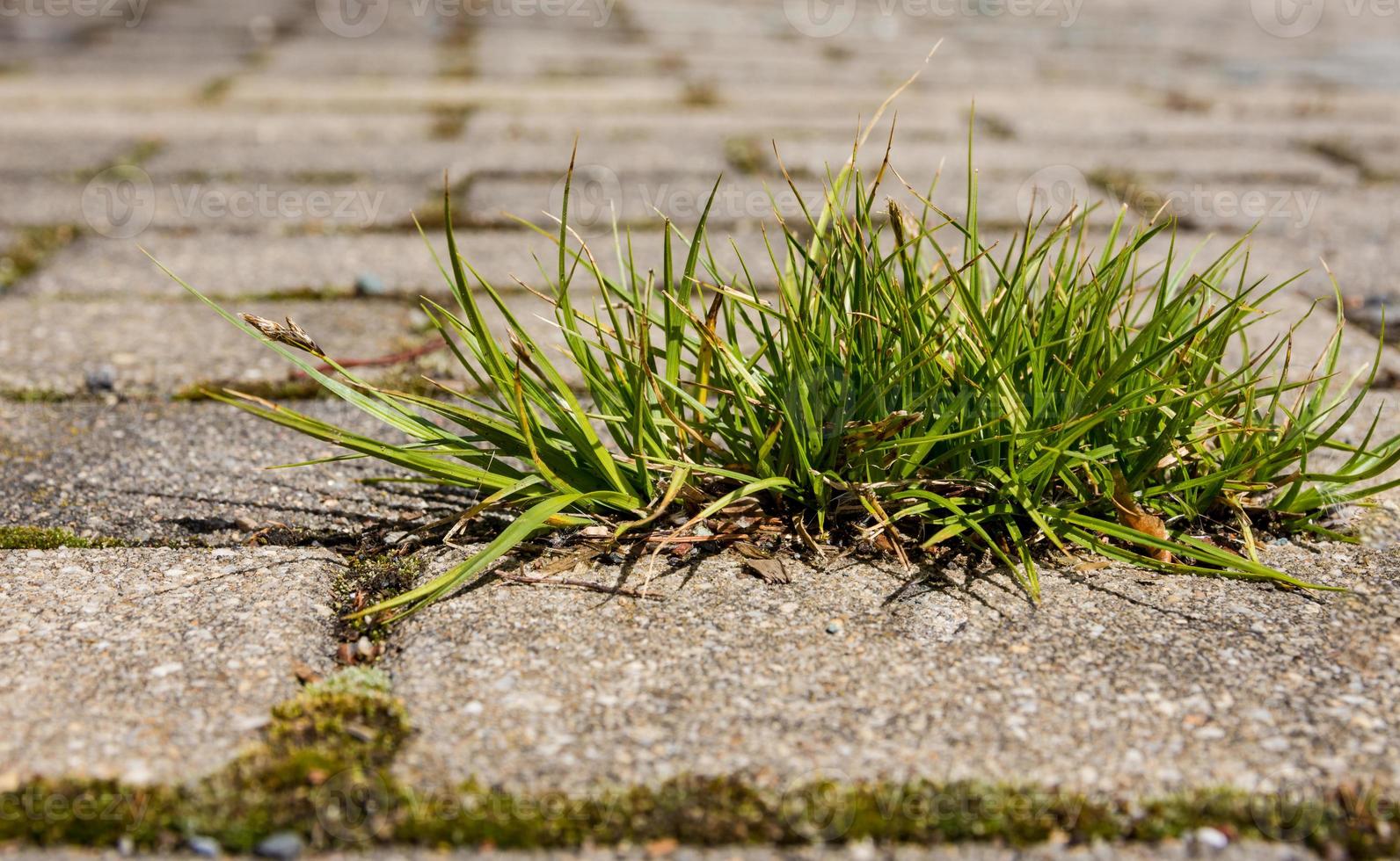 erba in una strada foto