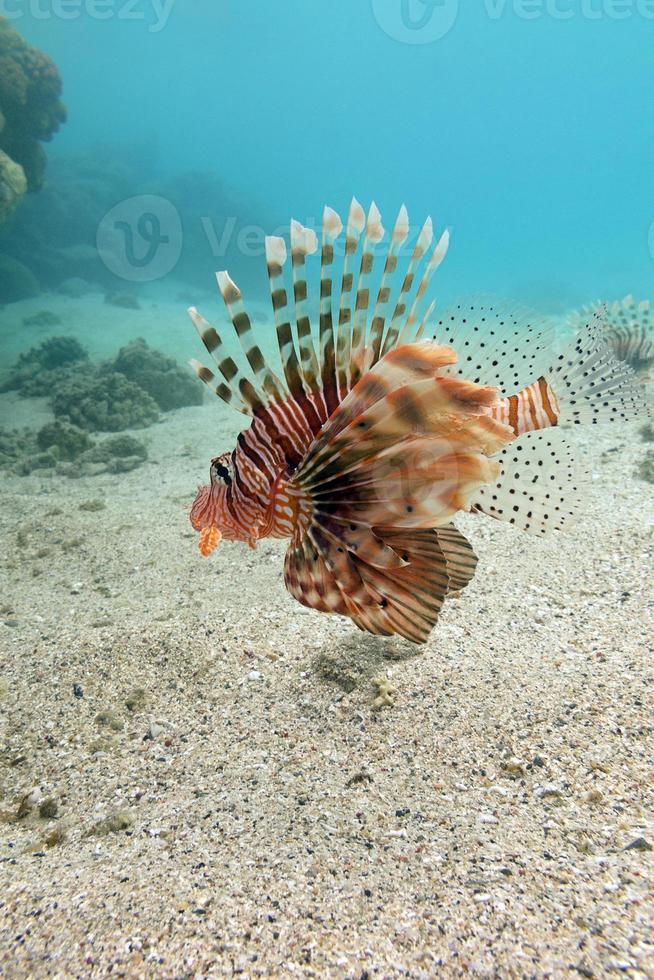 lionfish sul fondo del mare tropicale - sott'acqua foto