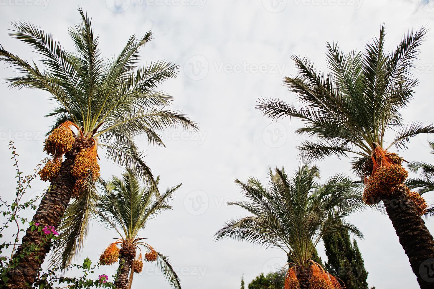 palme con datteri maturi a bodrum, in Turchia. foto