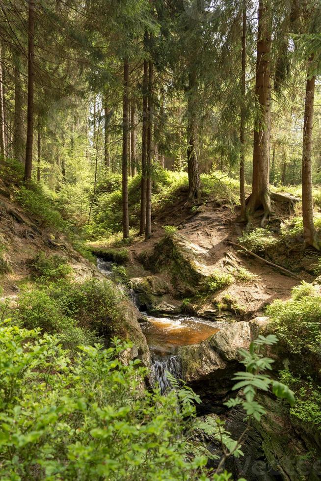 foresta idilliaca in estate foto