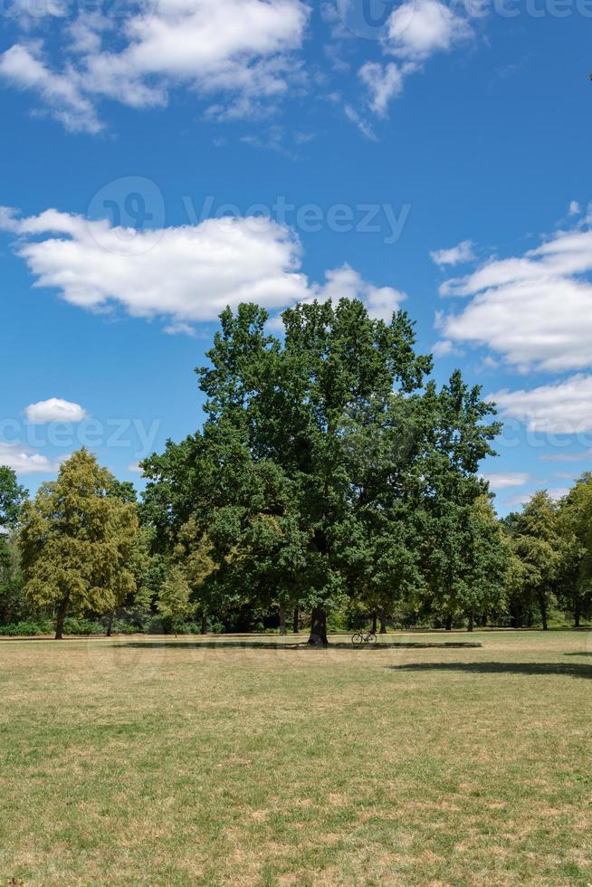 albero nel parco cittadino foto