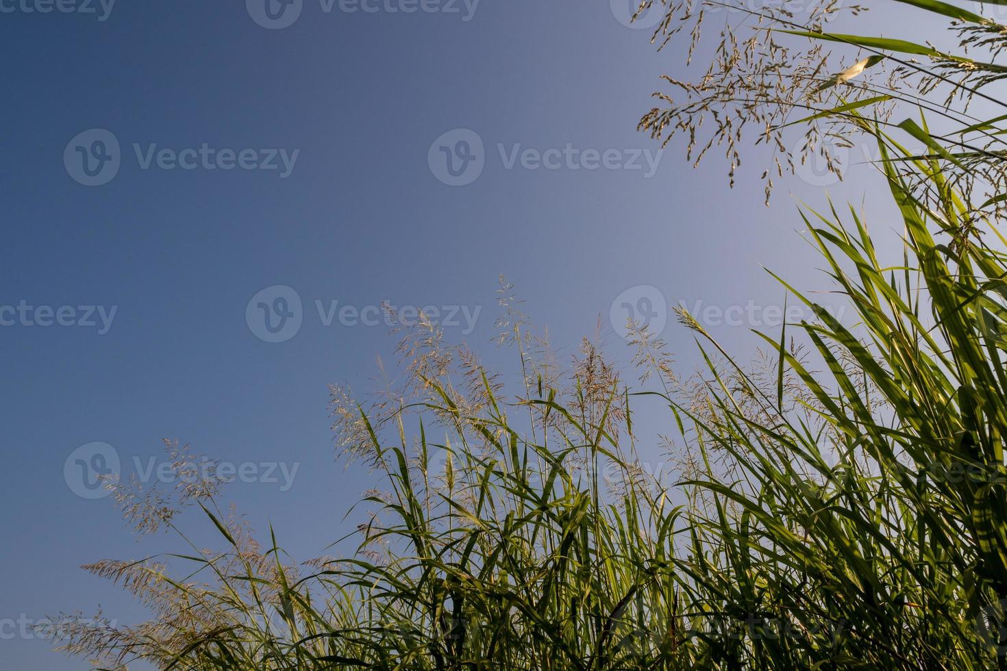 phragmites karka fiori di erba alla luce del sole e soffici nuvole nel cielo blu foto