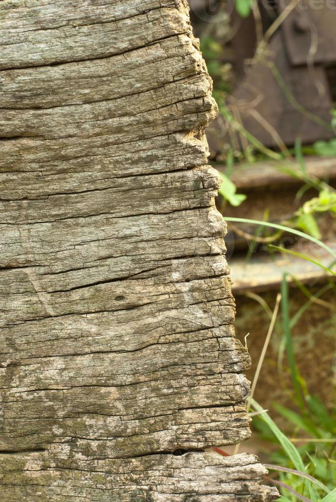 struttura del legno foto