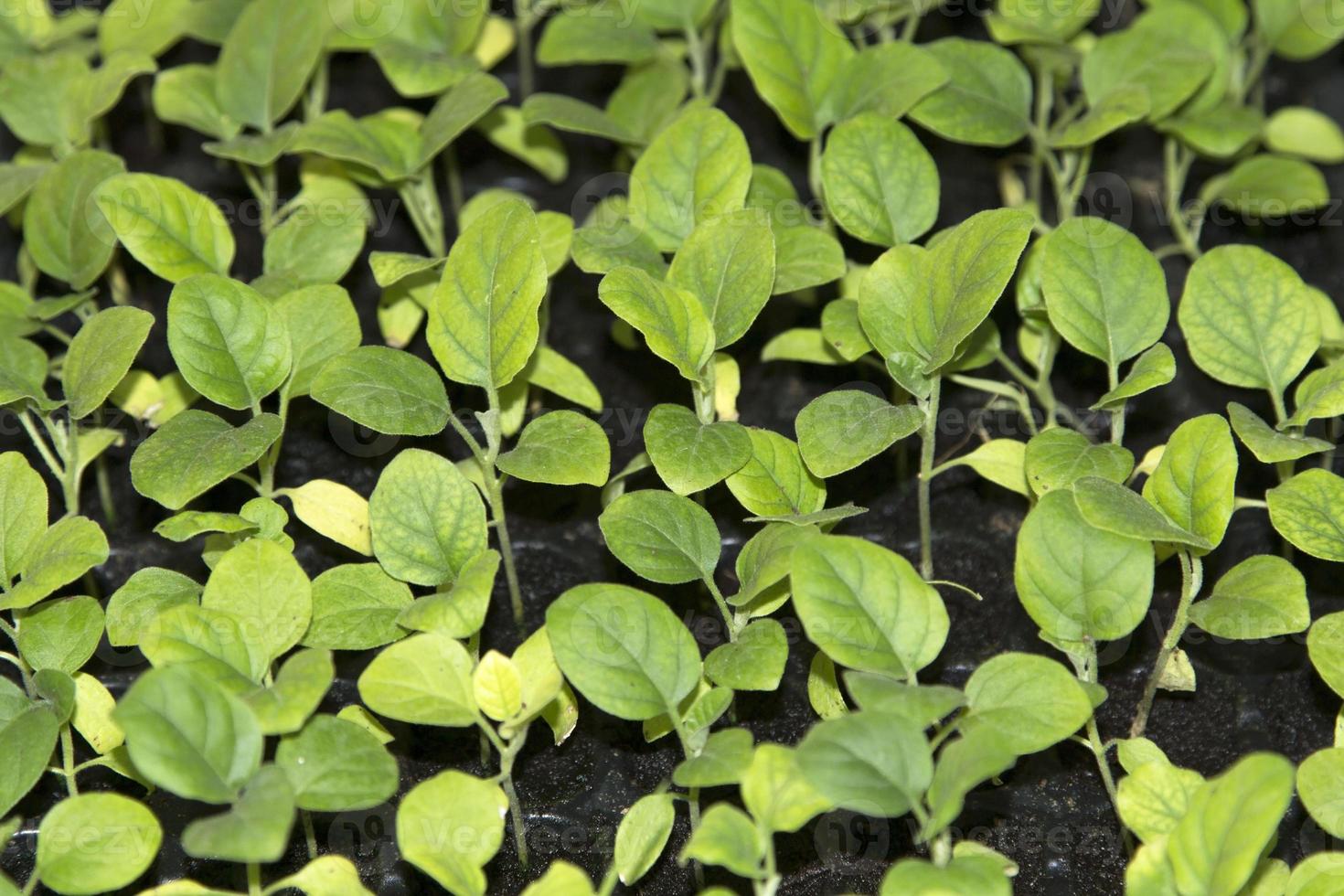 piccoli alberelli di varie specie che gli agricoltori coltivano per piantarli e propagarli per farli crescere per produrre prodotti e cibo per il consumo e per essere venduti al mercato degli ortaggi freschi. foto